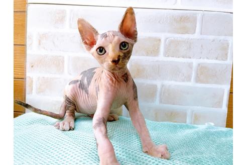 成約済の東京都のスフィンクス-35639の2枚目