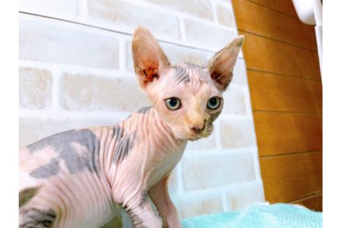 成約済の東京都のスフィンクス-35639の3枚目