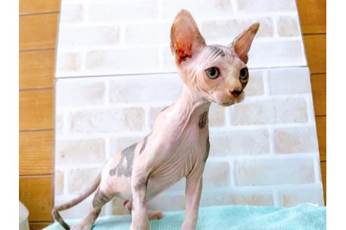 成約済の東京都のスフィンクス-35639の4枚目