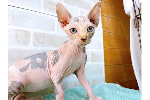 成約済の東京都のスフィンクス-35639の5枚目