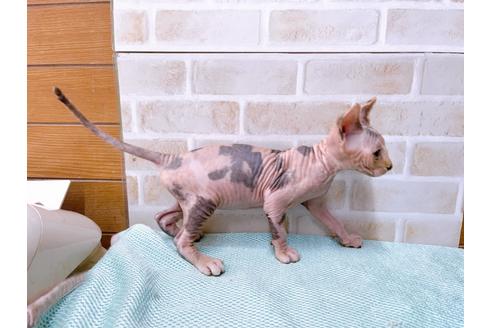 成約済の東京都のスフィンクス-35639の6枚目