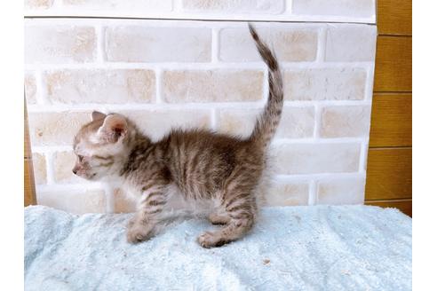 成約済の東京都のマンチカン-35634の10枚目