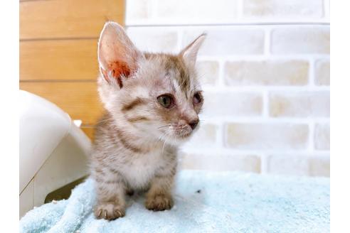 成約済の東京都のマンチカン-35634の11枚目