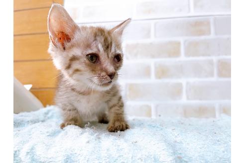 成約済の東京都のマンチカン-35634の12枚目