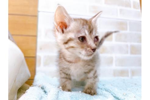 成約済の東京都のマンチカン-35634の13枚目