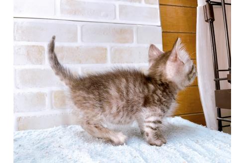 成約済の東京都のマンチカン-35634の14枚目