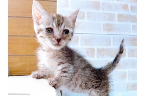 成約済の東京都のマンチカン-35634の15枚目