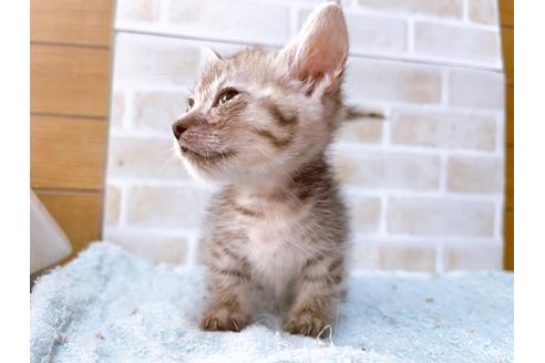 成約済の東京都のマンチカン-35634の8枚目