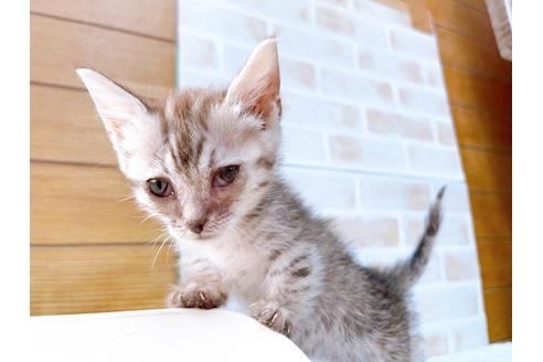 成約済の東京都のマンチカン-35634の9枚目