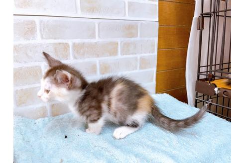 成約済の東京都のマンチカン-35633の2枚目