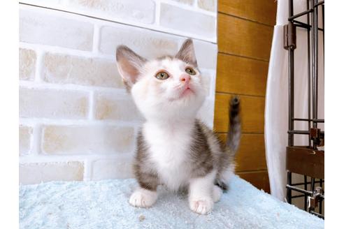 成約済の東京都のマンチカン-35633の3枚目