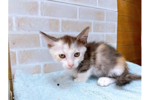 成約済の東京都のマンチカン-35633の4枚目