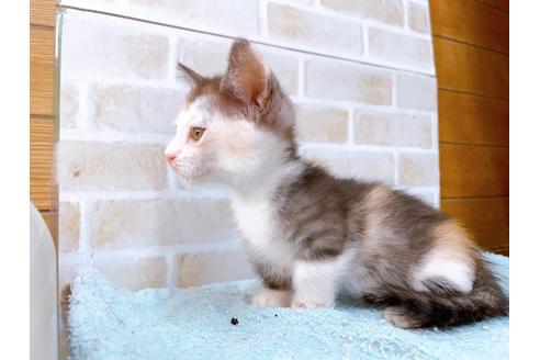 成約済の東京都のマンチカン-35633の5枚目