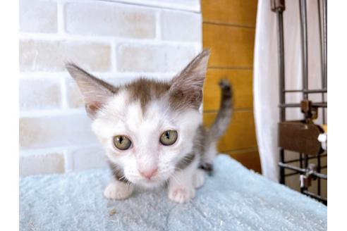 成約済の東京都のマンチカン-35633の6枚目