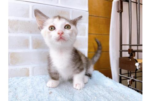 成約済の東京都のマンチカン-35633