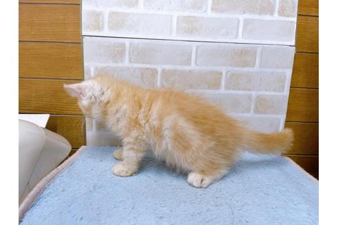 成約済の東京都のエキゾチックショートヘア-35631の18枚目