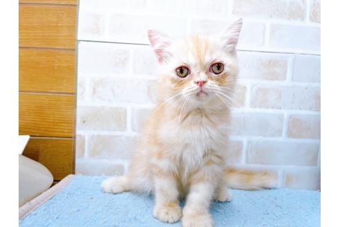 成約済の東京都のエキゾチックショートヘア-35631の21枚目