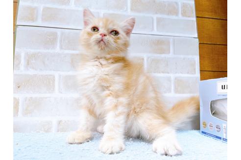 成約済の東京都のエキゾチックショートヘア-35631の20枚目