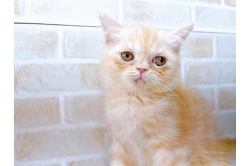 成約済の東京都のエキゾチックショートヘア-35631の19枚目