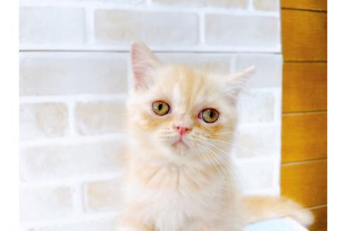 成約済の東京都のエキゾチックショートヘア-35631の17枚目