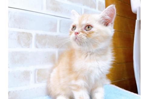 成約済の東京都のエキゾチックショートヘア-35631の16枚目