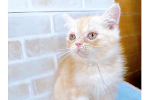 成約済の東京都のエキゾチックショートヘア-35631の15枚目