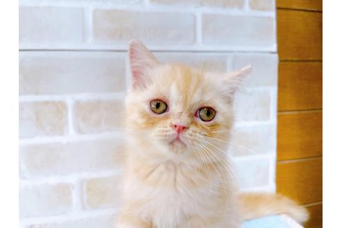 成約済の東京都のエキゾチックショートヘア-35631の14枚目