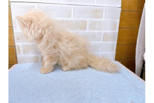 成約済の東京都のエキゾチックショートヘア-35631の13枚目