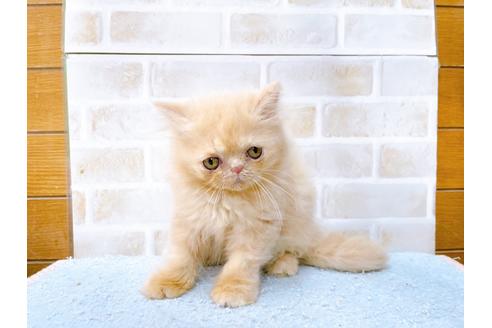 成約済の東京都のエキゾチックショートヘア-35631の12枚目