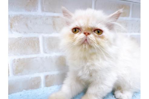 エキゾチックロングヘアの子猫を探す（35ページ目）｜子猫