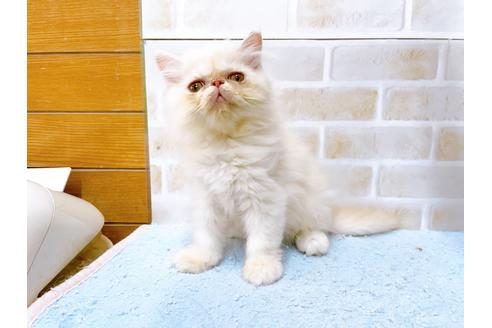 成約済の東京都のエキゾチックロングヘア-35628の3枚目