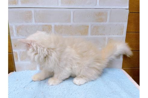 成約済の東京都のエキゾチックロングヘア-35628の4枚目