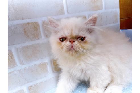 成約済の東京都のエキゾチックロングヘア-35628の5枚目