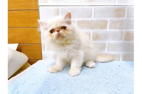 成約済の東京都のエキゾチックロングヘア-35628の6枚目