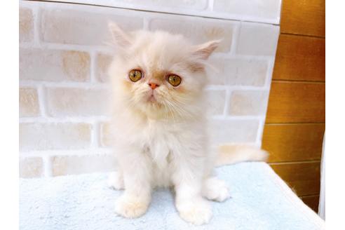 成約済の東京都のエキゾチックロングヘア-35628の2枚目