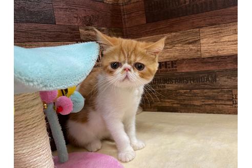 成約済の山梨県のエキゾチックショートヘア-35153の5枚目