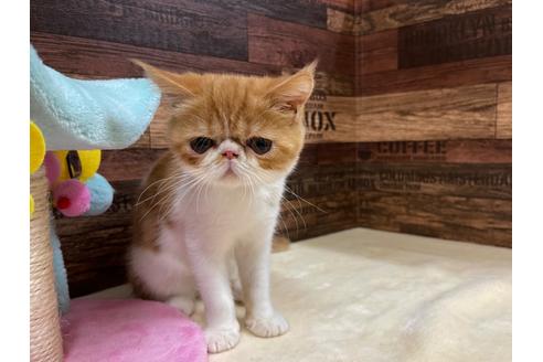 成約済の山梨県のエキゾチックショートヘア-35153の3枚目