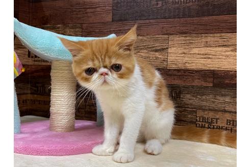 成約済の山梨県のエキゾチックショートヘア-35153の4枚目