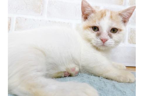 成約済の東京都のマンチカン-35627の8枚目