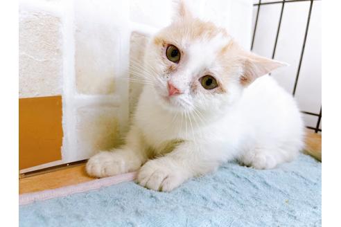 成約済の東京都のマンチカン-35627の9枚目