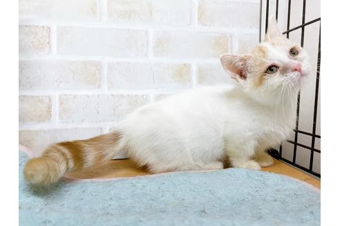 成約済の東京都のマンチカン-35627の10枚目