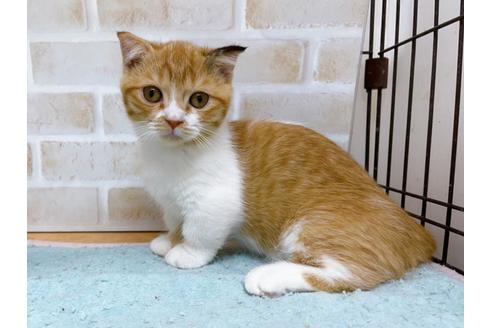 成約済の東京都のマンチカン-35624の7枚目