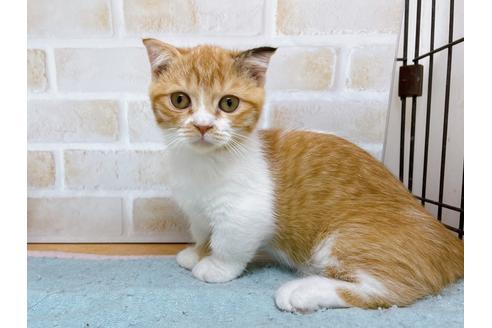 成約済の東京都のマンチカン-35624の8枚目