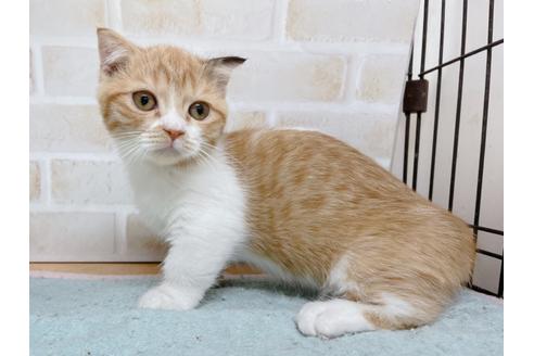 成約済の東京都のマンチカン-35624の9枚目