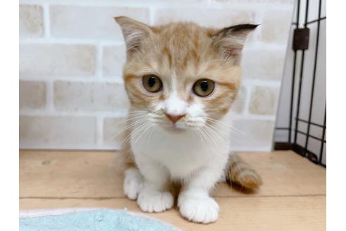 成約済の東京都のマンチカン-35624の10枚目