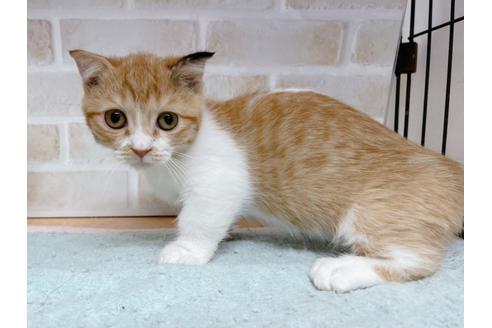 成約済の東京都のマンチカン-35624の6枚目