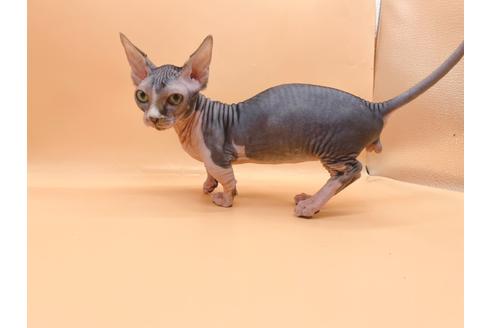 成約済の東京都のその他の猫種-35475の17枚目