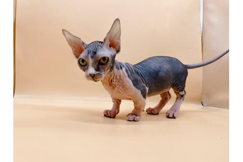 成約済の東京都のその他の猫種-35475の18枚目