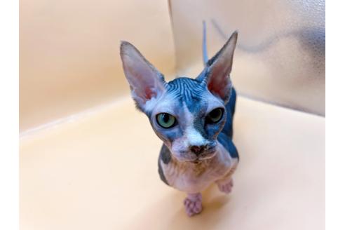 成約済の東京都のその他の猫種-35475の1枚目