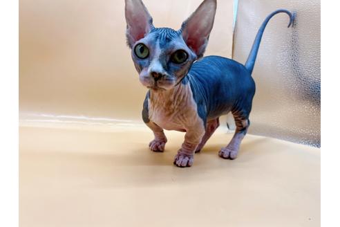 成約済の東京都のその他の猫種-35475の16枚目